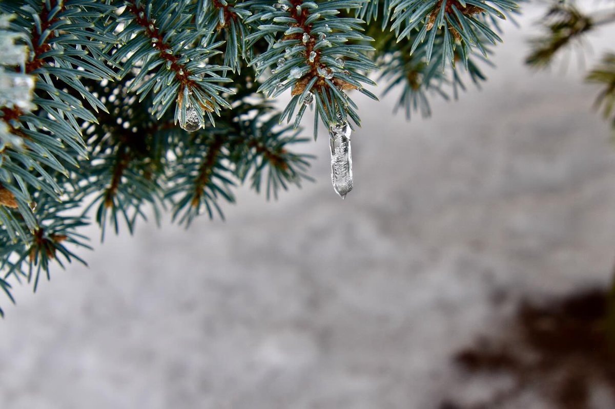 alteredlifephto's tweet photo. Hoping for the big melting this week! Supposedly we will be near 60 by Thursday! #theweatherisnuts #mothernatureisdrunk #photossparkjoy #tnphotographer #creativecalling #photographyasart #busasuperstar #NikonNoFilter
#alteredlifephotography💫 #alteringyourviewoftheworld https://t.co/I7BYzbfRfM