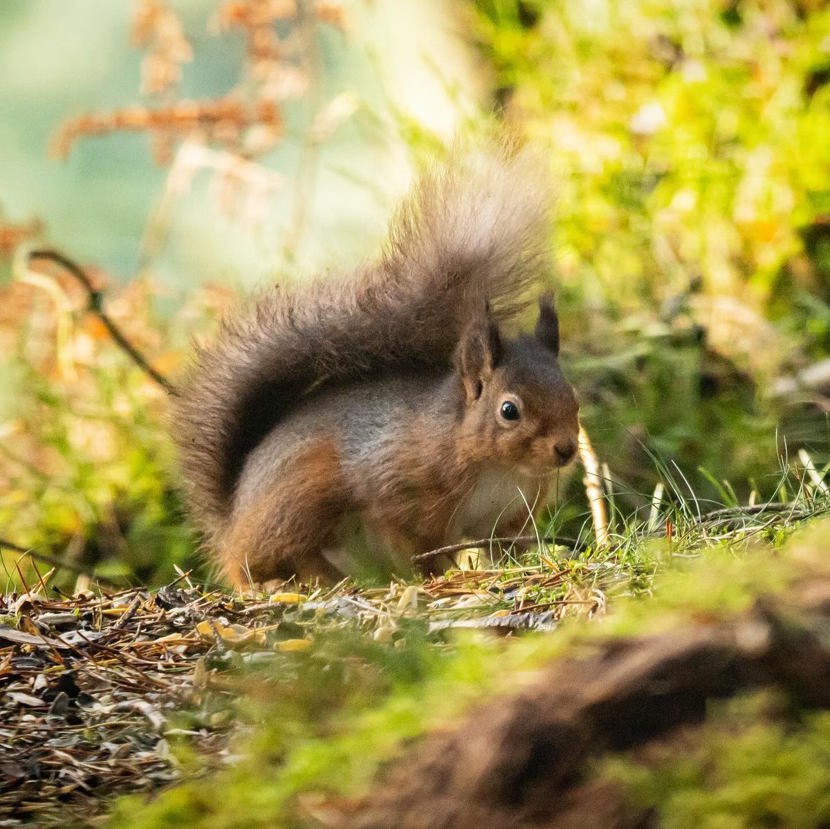 It's #RedSquirrelAppreciationDay 🌲 Did you know that around 50% of England's native red squirrel population live in Kielder Forest? Keep an eye out for nibbled pine cones by coniferous trees on your next visit. 📷 Katherine Boon 🐿️ @SquirrelAccord