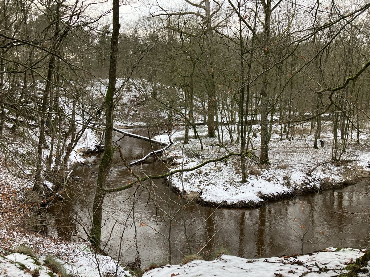 Genieten van een #boswandeling door het #Leudal bij #Kinkhoven