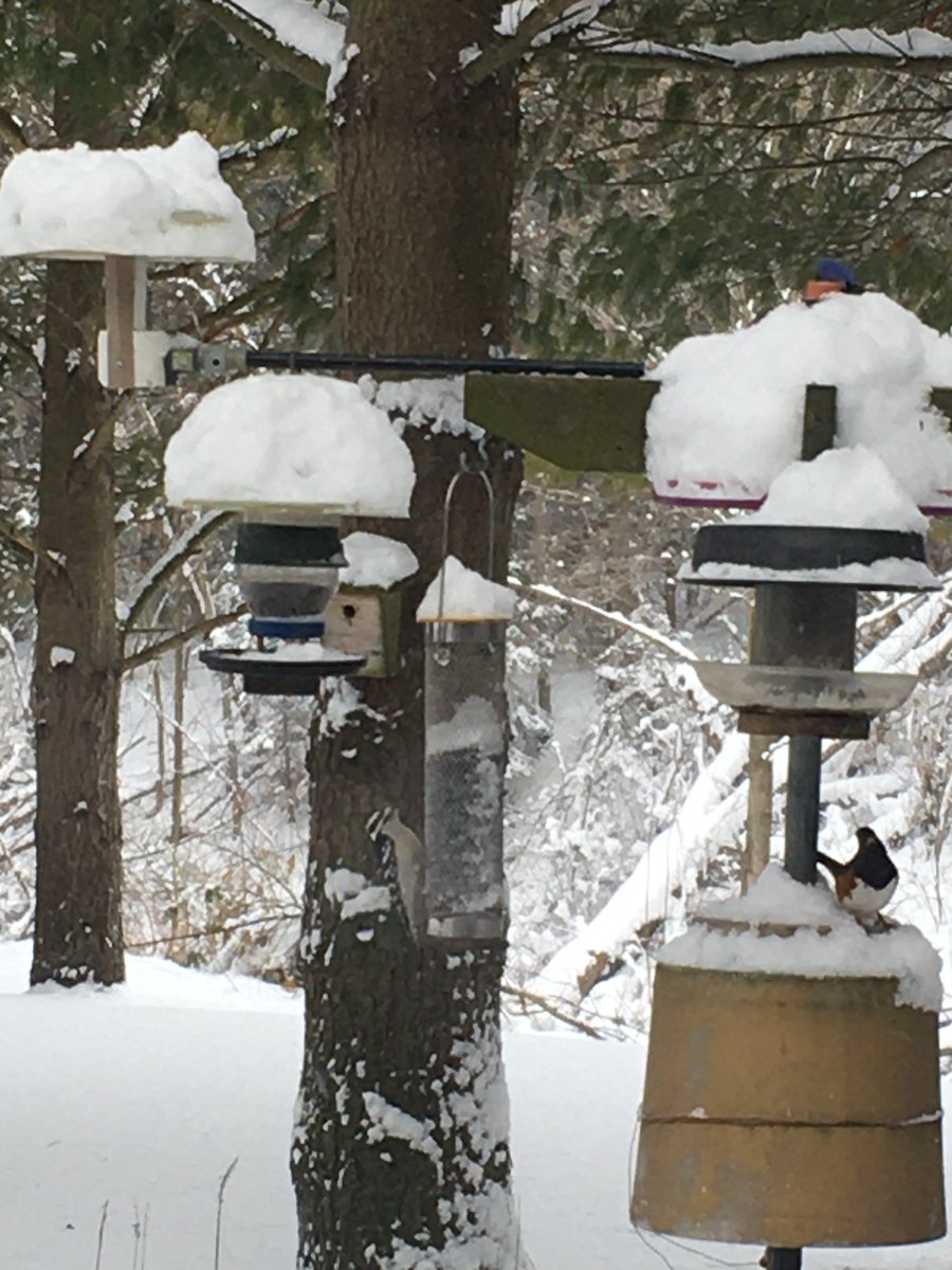 samwillms's tweet photo. @TerryDaynard A Downy and Towhee at our feeders. This is the first Towhee I have ever seen. Apparently they are quite rare here. Lots of other birds, mostly Junco's. https://t.co/T7oS4NDZGx