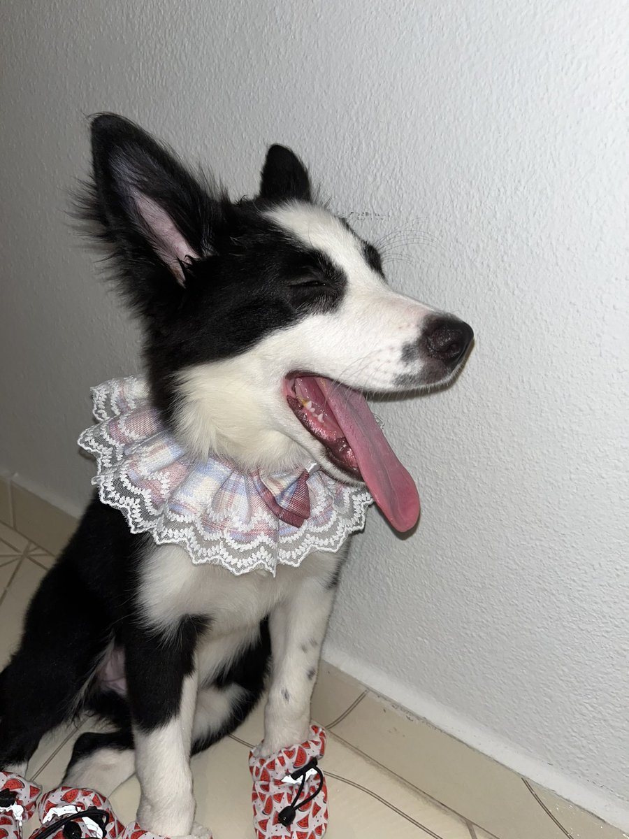 Pandora e Akyra (@pandoraeakyra) on Twitter photo 