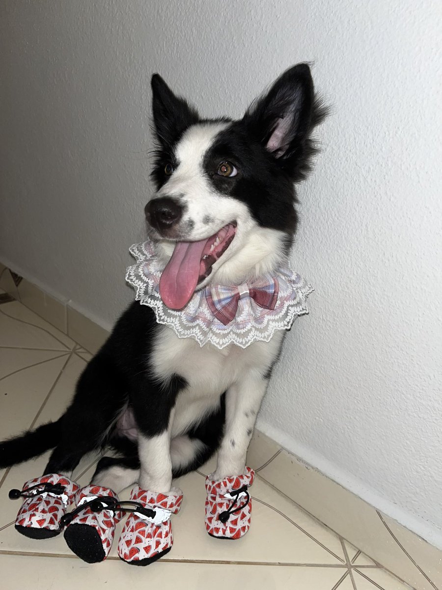 Pandora e Akyra (@pandoraeakyra) on Twitter photo 