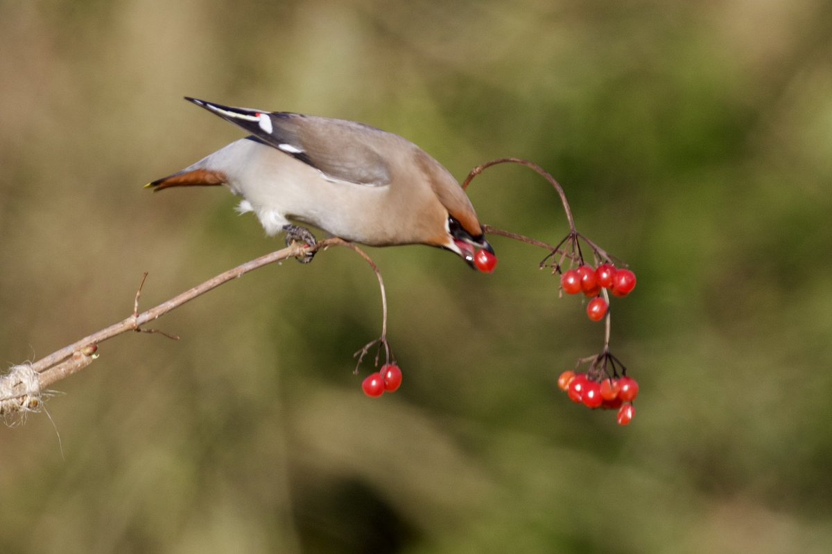 border70's tweet image. A few more from my waxwing encounter on Thursday. @WaxwingsUK