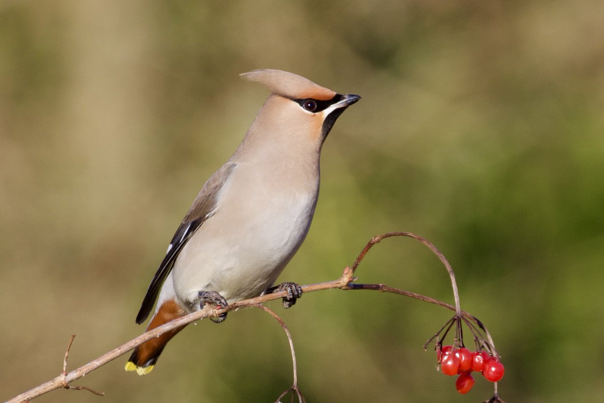 border70's tweet image. A few more from my waxwing encounter on Thursday. @WaxwingsUK