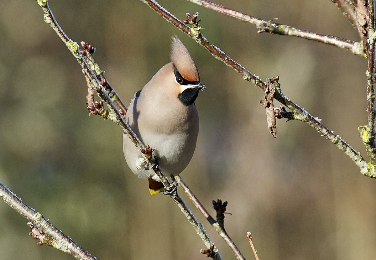 border70's tweet image. A few more from my waxwing encounter on Thursday. @WaxwingsUK