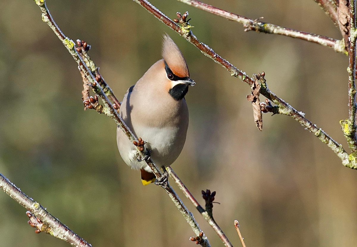border70's tweet image. A few more from my waxwing encounter on Thursday. @WaxwingsUK