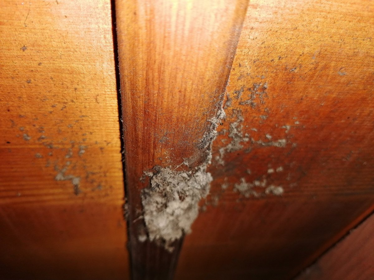Stephyish's tweet photo. As they're just doing their jobs but the damp and mould just keeps coming back! It's frustrating especially when it happens to personal property and you keep falling ill. What are you playing at? https://t.co/iCbo3w9HuI