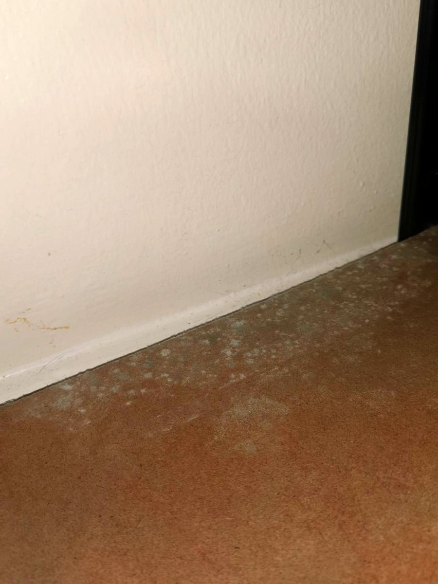 Stephyish's tweet photo. As they're just doing their jobs but the damp and mould just keeps coming back! It's frustrating especially when it happens to personal property and you keep falling ill. What are you playing at? https://t.co/iCbo3w9HuI