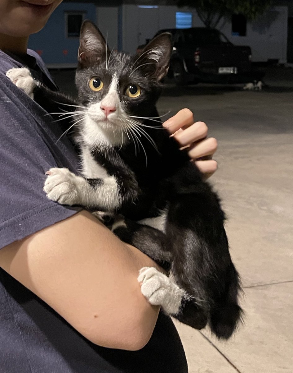 แมวเด็กที่วัดกัลยา (ใกล้วัดอรุณ) ใครอยากได้ตัวไหน เดี๋ยวเอาไปส่งให้ น่าจะประมาณ 3-4 เดือน อ้อนเก่ง กำลังกินเก่งเลย

ขายดราม่าแปป พวกนี้ไม่ค่อยรอด ริมแม่น้ำ มีจุดพลุบ่อย บางตัวตกใจหนีหายไปไม่กลับมาเลย บางคอกเกิดมา เป็นหวัด แปปเดียว ตายหมด มีคนให้ข้าว ให้ขนม แต่ทุกคนคงรู้ดีว่า