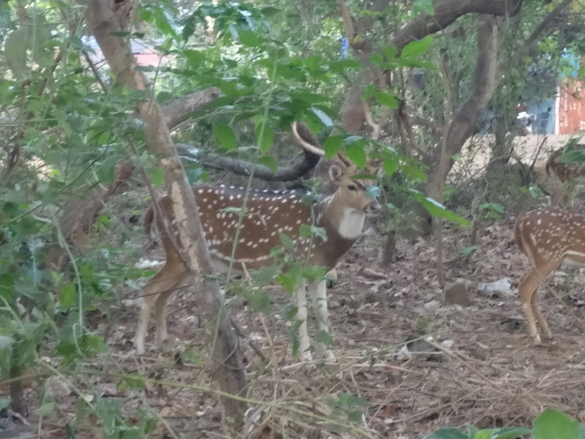 Spotted spotted deer 😁 There r lots in SGNP