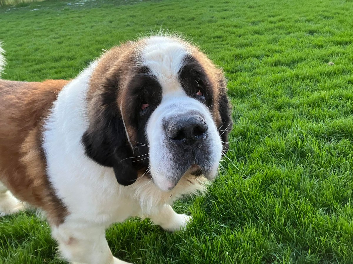 Marvin is 4years old.  He was rescued from Wales living in a tiny bedsit living with someone who financially and physically couldn't care for him.   He's now ready for adoption.   Please contact the Rescue if you are interested in him  
savingsaintsrescue.co.uk
#StBernards