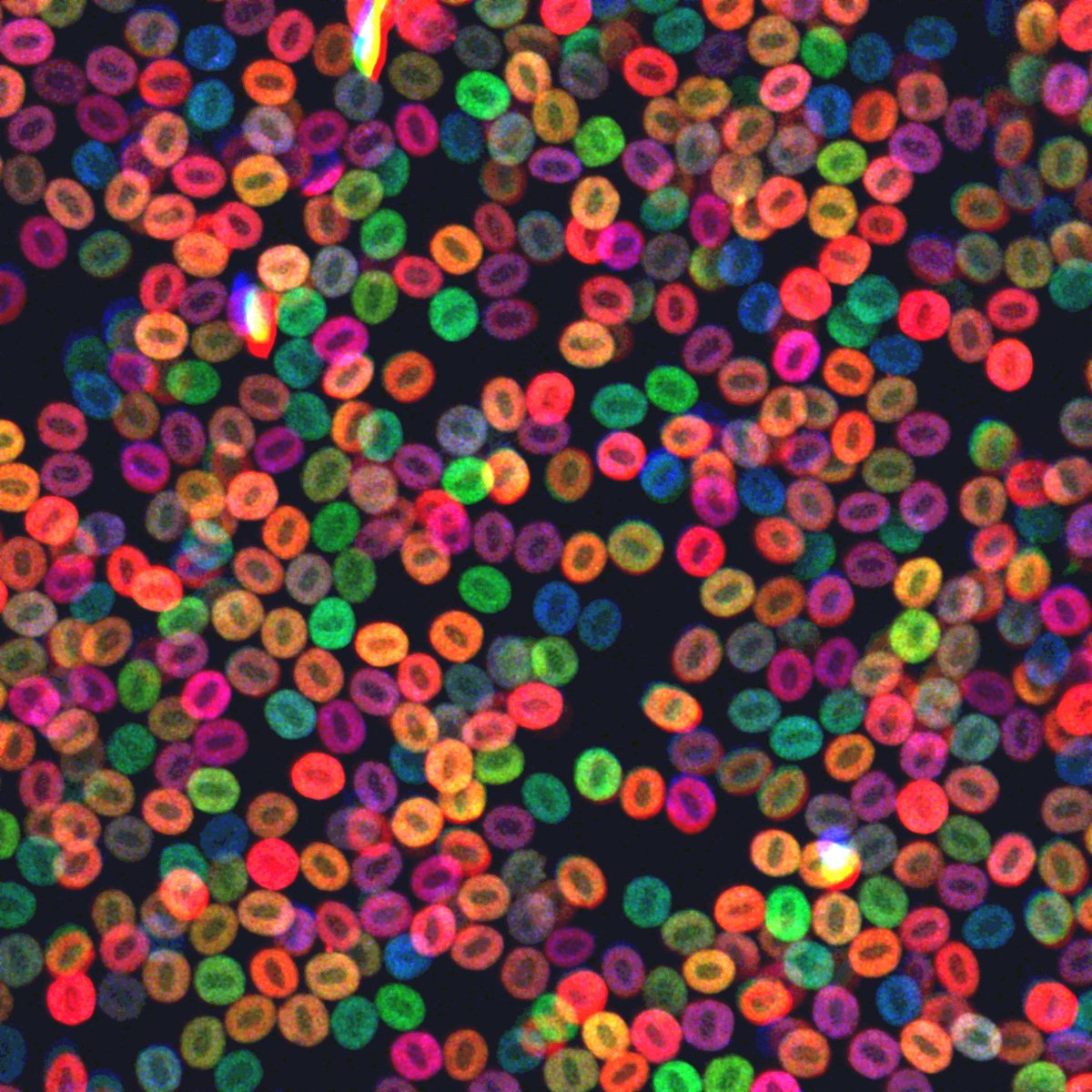 Multi-coloured ‘zebrabow’ blood. Credit to <a href="/jehenninger/">Jonathan Henninger</a>. #ZebrafishZunday