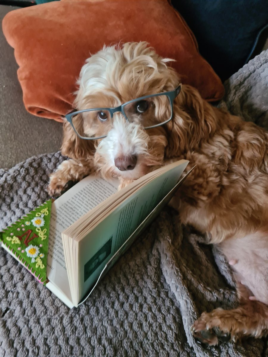 Dolly living her best life with a good book on a Sunday morning 🐶📖🐾💕

#dogs #dog #dogstagram #doglover #dogoftheday #doglovers #doglife #love #dogsofinsta #cute #dogslife #doggo #animals #ilovemydog #doglove #dogphotography #cutedogs #dogsreadingbooks #DollyDaydreamtheDog