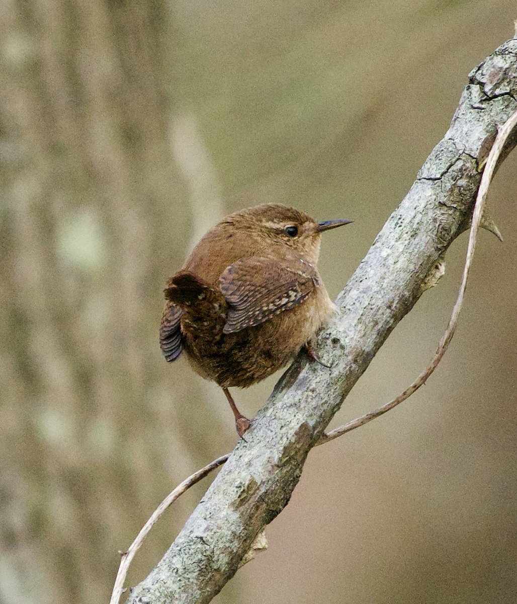 NikkiNaturePics's tweet photo. A chilly walk @KneppWilding yesterday morning however the birds were out in all there beauty #NaturePhotograhpy #birdphotography #BirdsOfTwitter #BirdsSeenIn2024 https://t.co/wQ6M0uvD5S