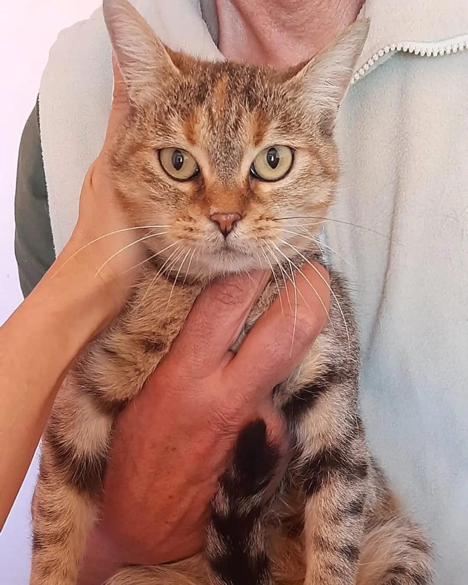 zampa_qua's tweet photo. ATTENZIONE🆘🆘🆘🆘Silvana☎️339 4765657 🐈"Forse è troppo grande per essere educata, e mammina non la vuole più" PENNY 6 mesi riportata indietro come un pacco e' dolcissima e affettuosa e TRISTE.Ha bisogno di una famiglia  #4voiceless Catania https://t.co/nU270QSTkj