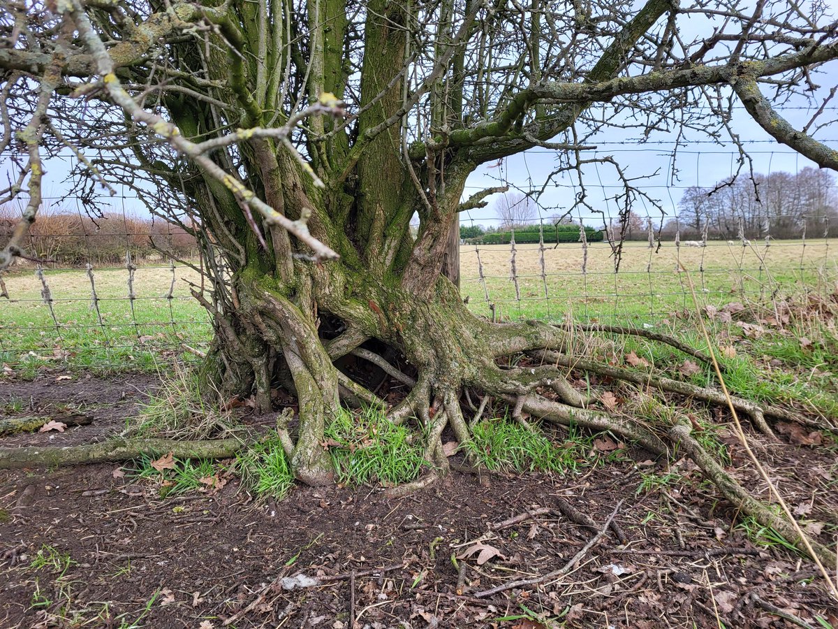 Buttress #roots on #Oak #birch #hawthorn all in the same field, bracing for #StormIsha !😬⛈️