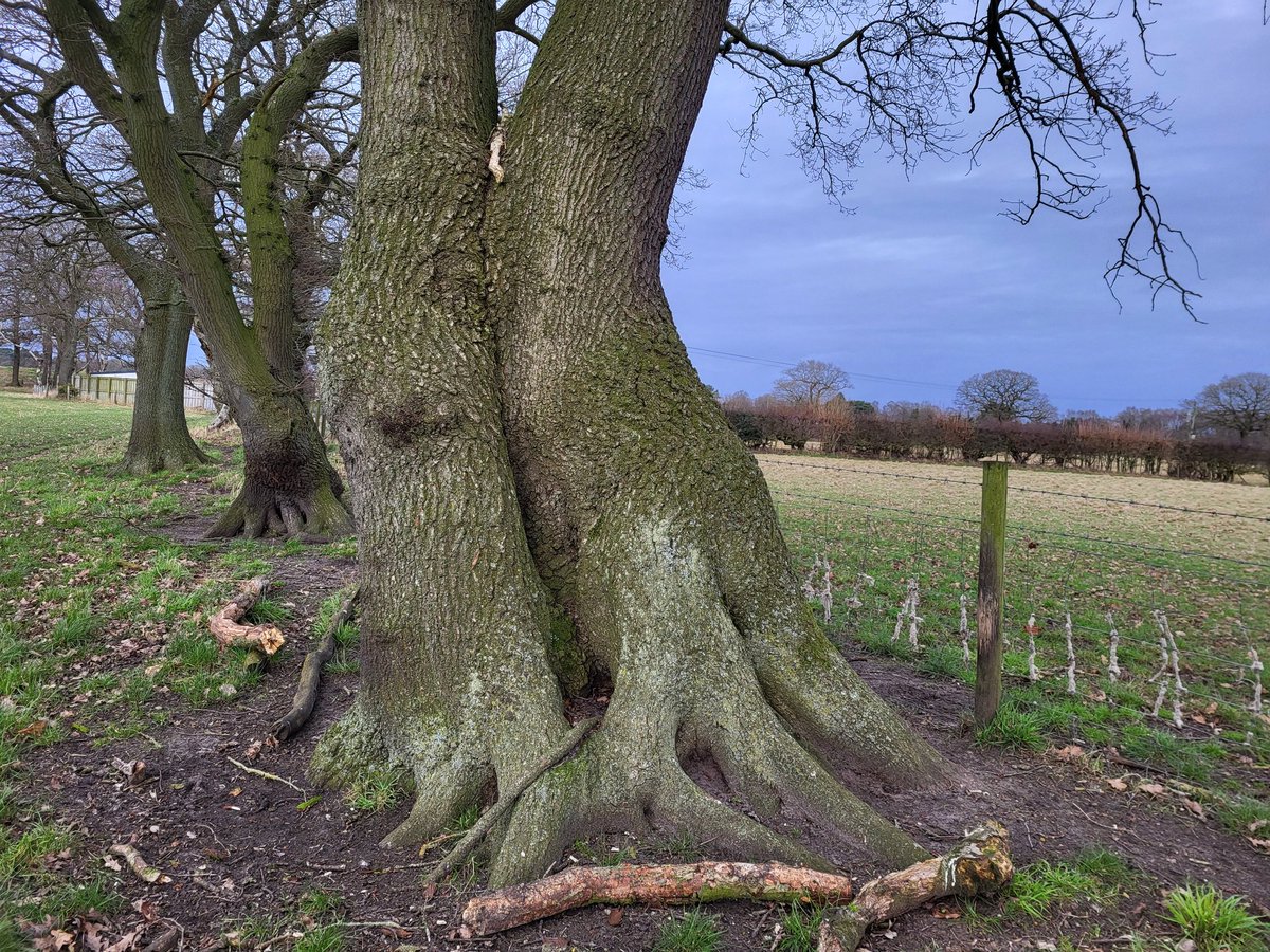 Entwined or parting #oak 💞🌳💚