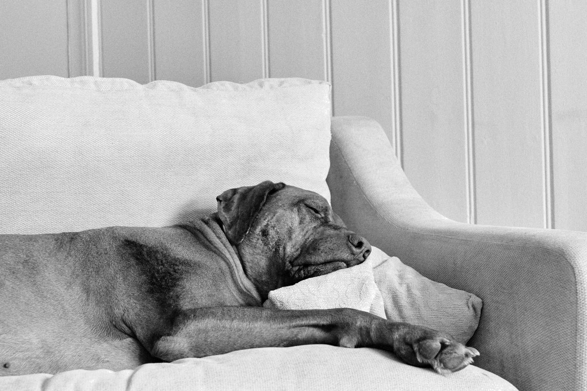 pea34101992's tweet photo. My oldest and newest dog friends 

Nelson has been walking with me since he was a puppy, he is now 11 and half. Nora is 6 months old and i have to carry her on walks. 

#dogs #puppylove #puppies #fujifilm #fujifilm_xseries #ridgeback #jackrussell https://t.co/bp45Ewf75H
