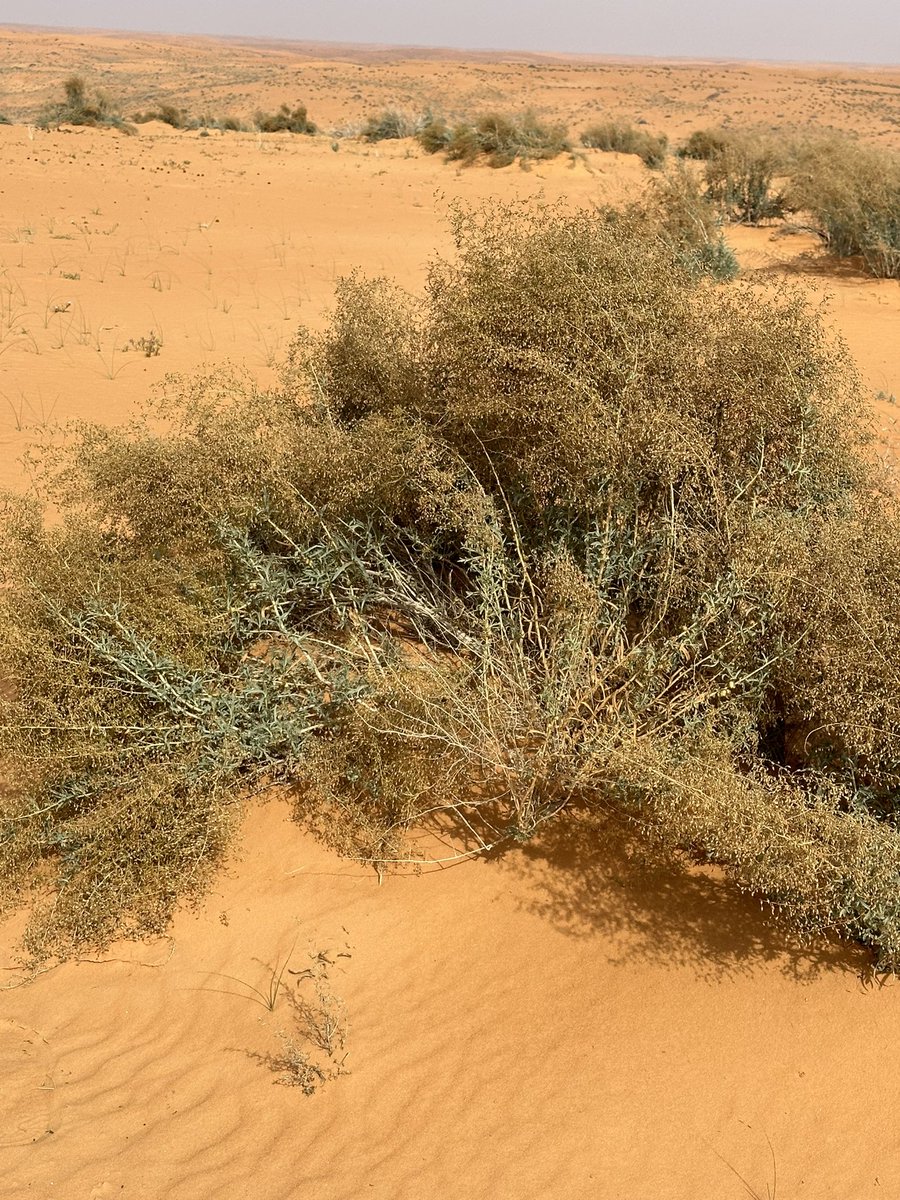 شجيرة العاذر