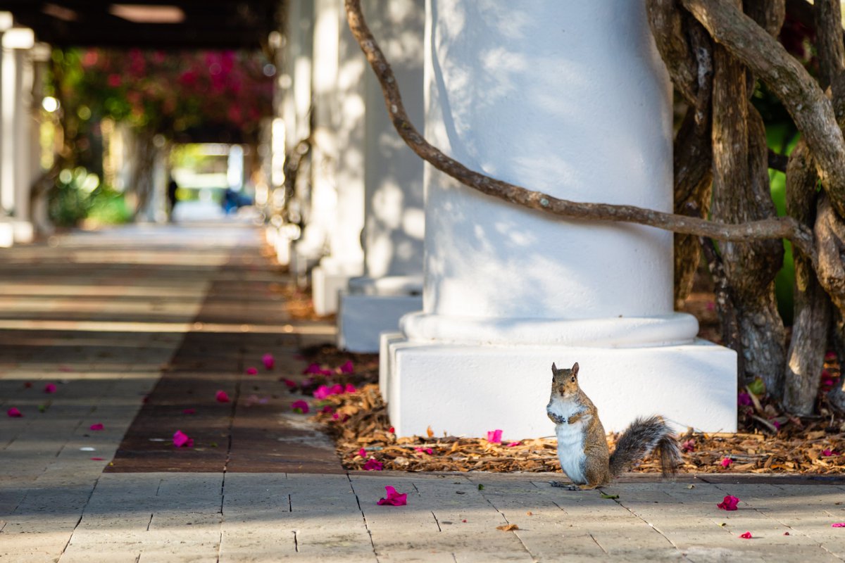 University of South Florida tweet media