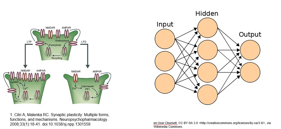 New preprint (link ↓): Connectionists think that plasticity in the brain might enable it to learn like an artificial neural network. Machine learning people have some ideas about learning, and neuroscientists have some ideas about plasticity. (1/N)