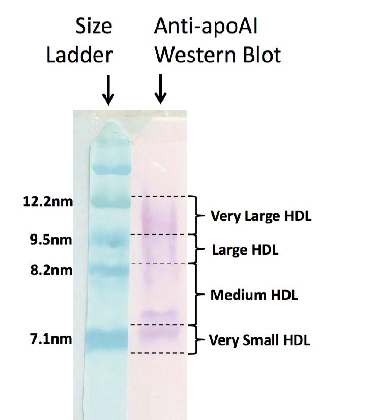 Drlipid tweet picture