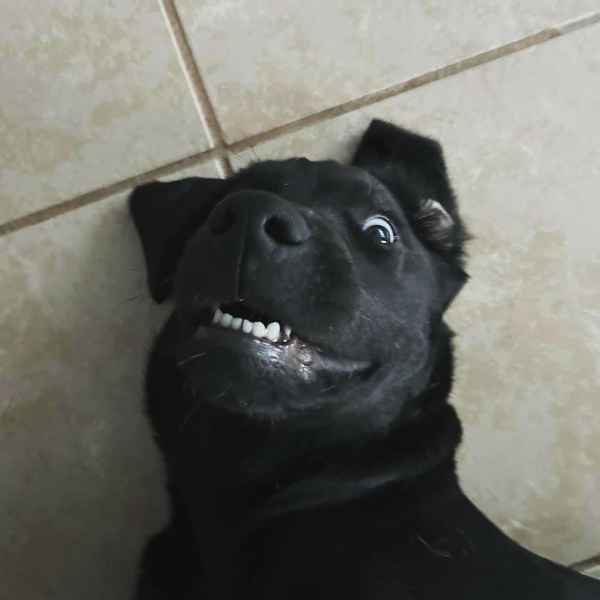 This black Labrador Storm is unleashing a “bark-nado” of laughter with her silly faces! 😂🌪️