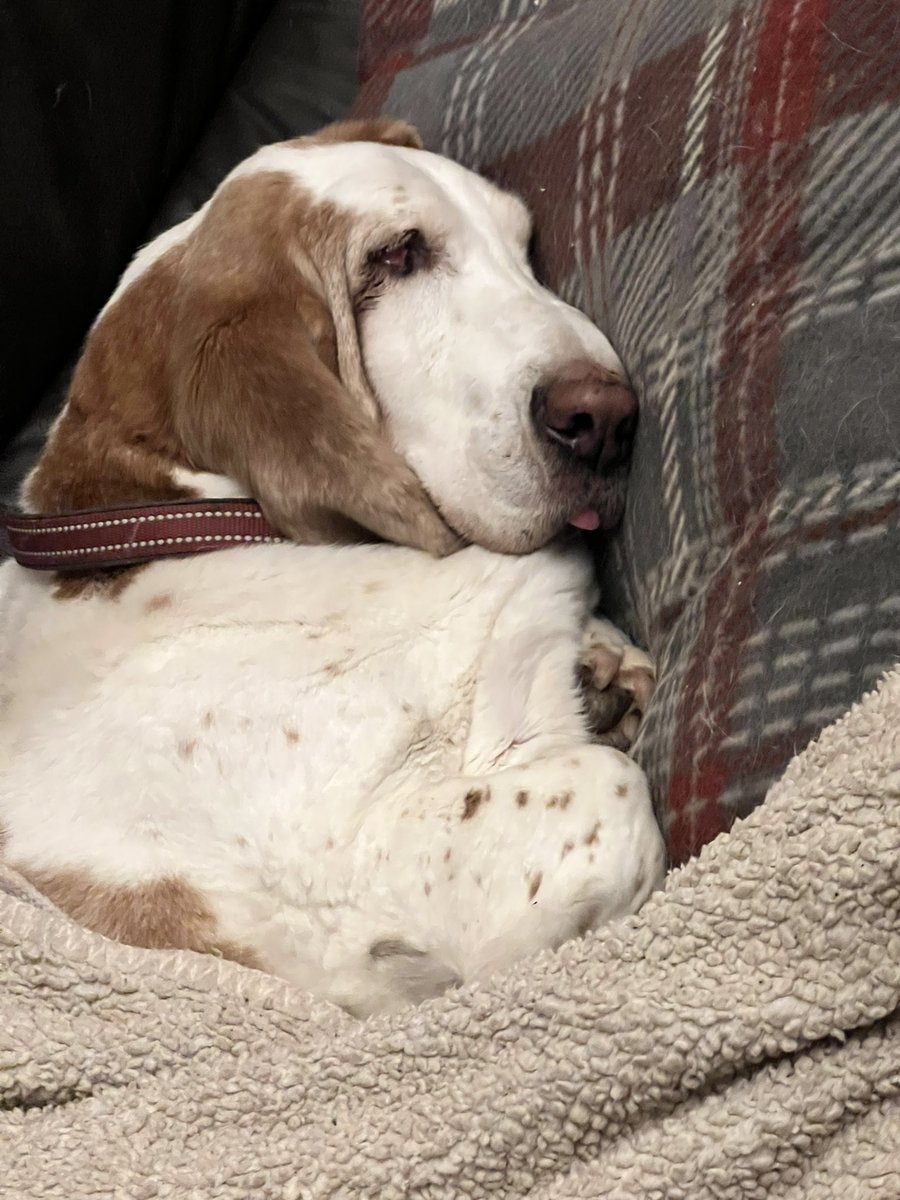 Dan 🐶 tweet media