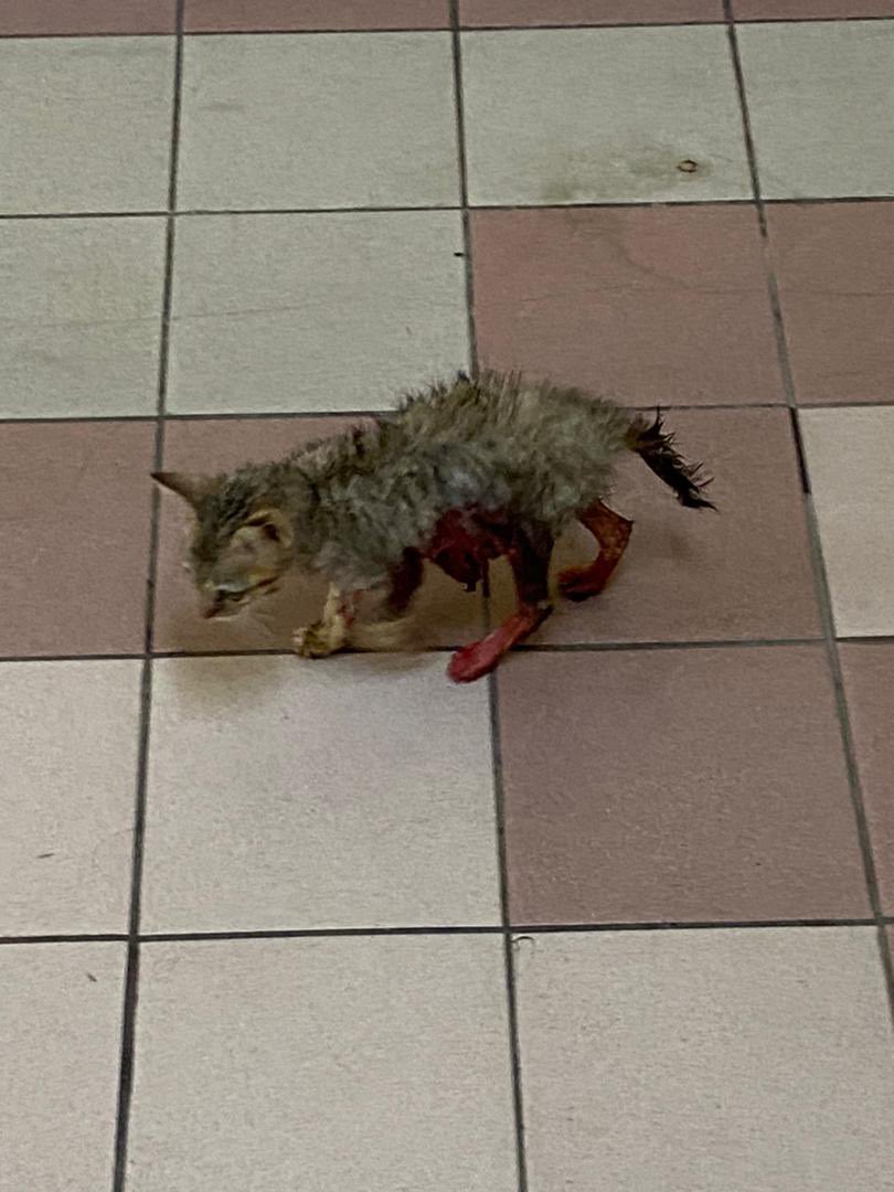 N_Nadhirah99's tweet photo. Assalamualaikum warga2 twitter yg baik hati. Saya dan kawan2 ada jumpa anak kucing ni perut terburai 😭😭 mungkin lepas gaduh sebab dgr macam kucing bergaduh sebelum tu. kawan saya ada bawa pergi AMC and kos rawatan rm3k. Kami student mmg tak mampu nk bayar kos rawatan https://t.co/5HIzAKr0D9