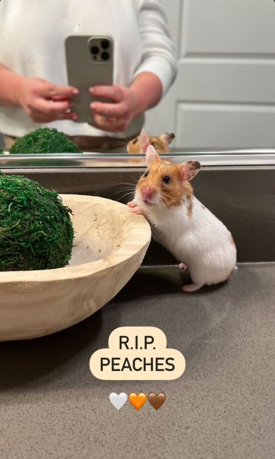 Iced__Covfefe's tweet photo. A previous commission of a beloved pet passed away, RIP peaches 

#hamsters #petportraits https://t.co/njCPMTF1YM