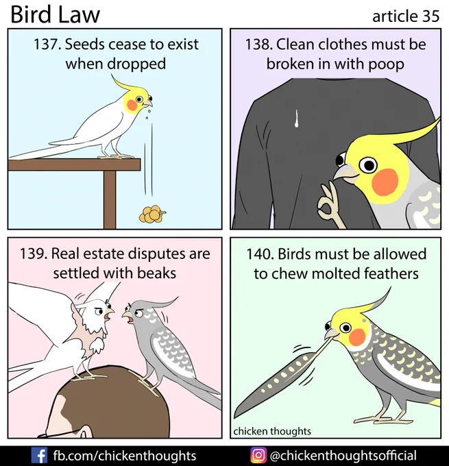 Bird law article 35 starring Yamfish, Kiwi (@avianfruitsalad), Carter &amp; Collin, and Dante! 