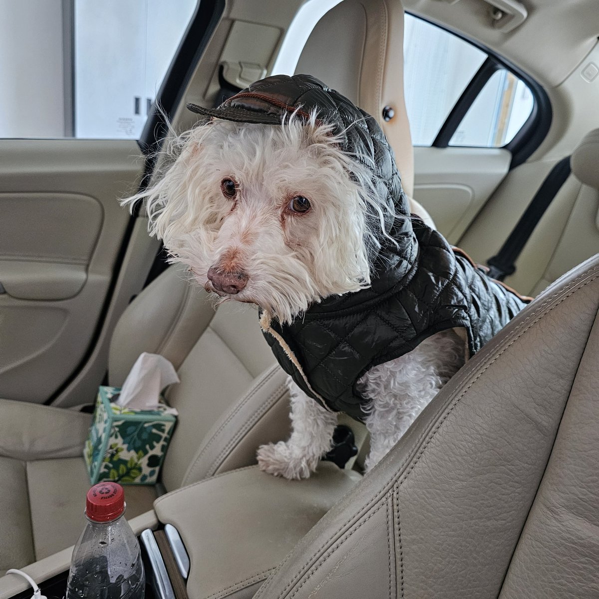 DC Working Girl 2.0 (ginnieroth on threads) tweet media