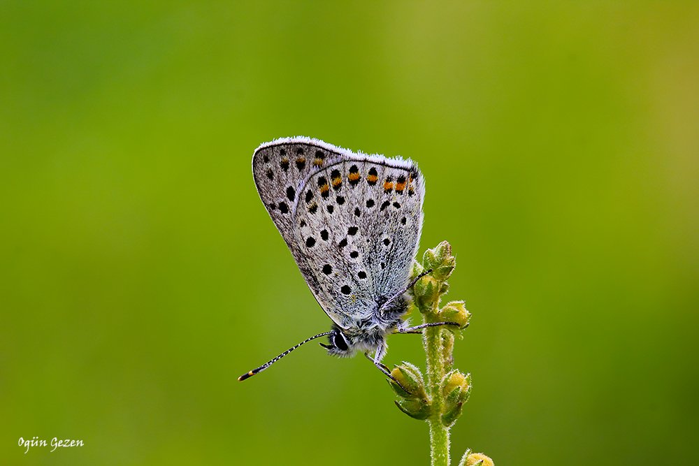 #haftanınkelebeği
Ülkemizin her bölgesinde gözlemlenebilen İsli Bakır (Lycaena tityrus) kelebeğini daha çok akarsuya yakın, nemli habitatlarda gözlemlemek mümkün! 
📸:Ogün Gezen