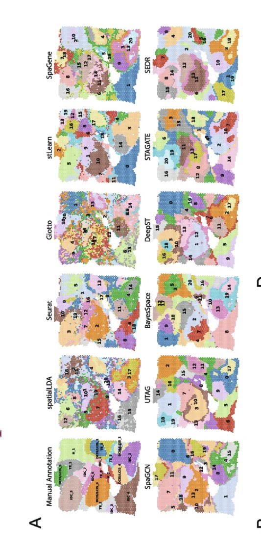 Spatial transcriptomics analyses