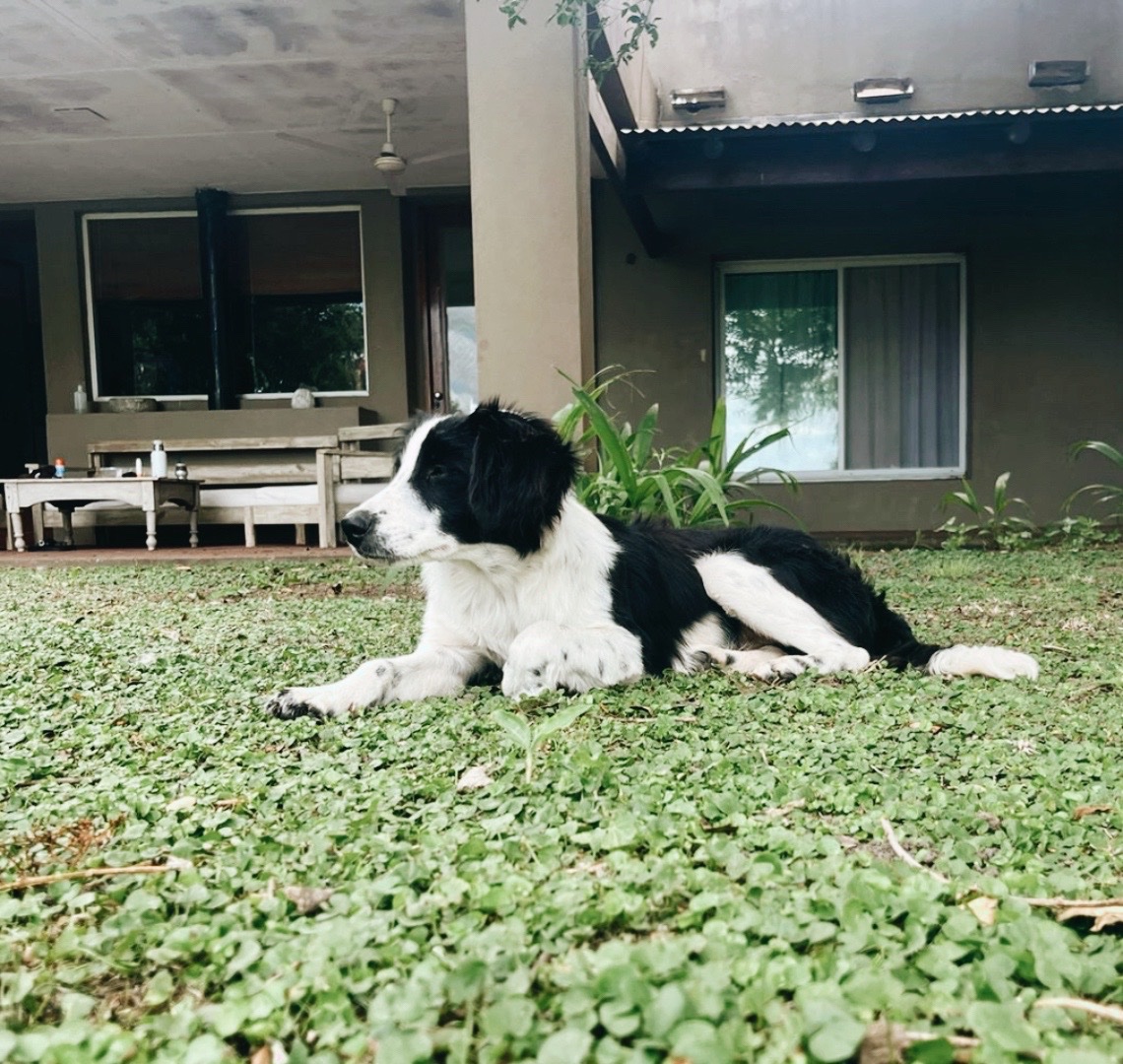 SofiBarrenechea's tweet photo. Hola gente! 
Si alguno le interesa adoptar, esta hembrita de 6 meses está buscando un hogar. Es cruza border collie.
Me harían un gran favor si me ayudan a difundir 🫶🏻🙌🏼 https://t.co/10Gc4mnyvI