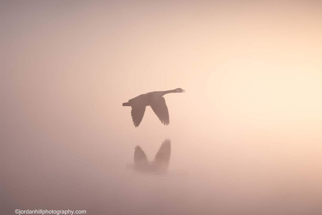 Foggy Flight 
jordanhillphotography.com/featured/canad…

#canadagoose #canadiangoose #misty #mistymorning #birdinflight #birdphotography #goosephotography #lakelamarbruce #foggymorning #mist #mistysunrise #fog #nature #natureloversgallery #wildlife #mississippimade #BuyIntoArt #AYearForArt