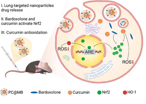 pulmonary_news's tweet photo. Scientists have developed a biomimetic lung-targeting nanoparticle as an antioxidative lung protector for treating ischemia/reperfusion-induced acute #LungInjury.

📄: @NanoLetters | 🔗: https://t.co/tFUIkjxChb https://t.co/62e0kaUK69