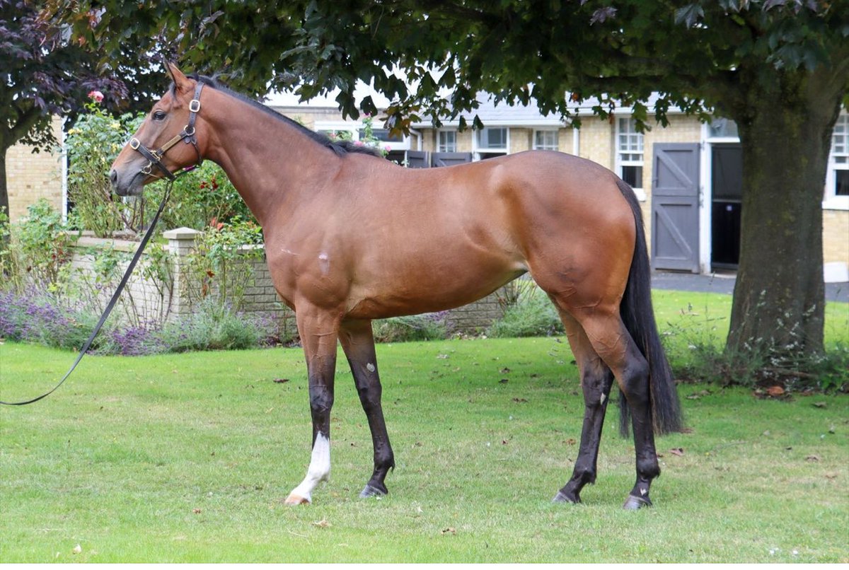 A staying filly to look forward to - 3yo VILLE NATALE (Nathaniel- Marlingford) gets off the mark in windy conditions @ChelmsfordCRC for @varianstable and @OakgroveStud after a well-judged ride from @Mitchelljack77