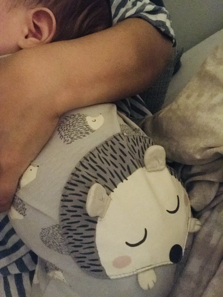 jocheers's tweet photo. Lazy Sunday evening with this little hedgehog ❤️ https://t.co/bn2L6sHvxT