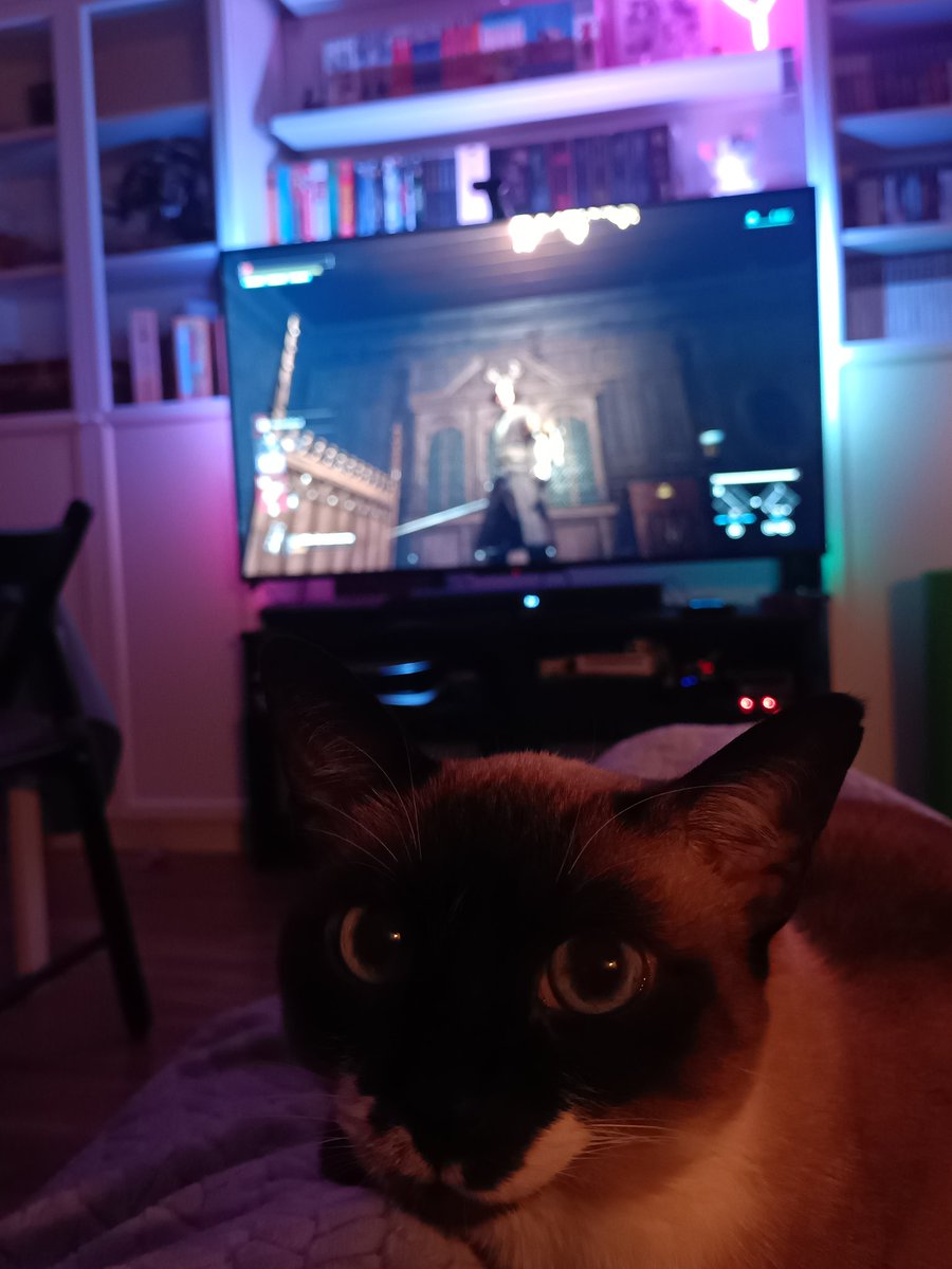 ElectroSven's tweet photo. Domingo de juegación! Viciando al #LiesofP con mantita y gatooo 😂 https://t.co/ahPPdqUvM7