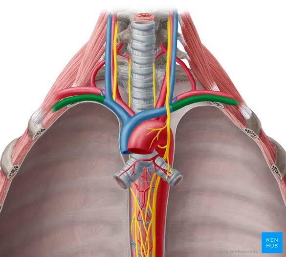 KartikBSonawane's tweet photo. @NephroP In third image, SCV cannot be seen like this if probe above clavicle is cutting it in short axis. Location of SCV above the SCA in that area is doubtful. Plz guide. https://t.co/7CPFCJ73KP