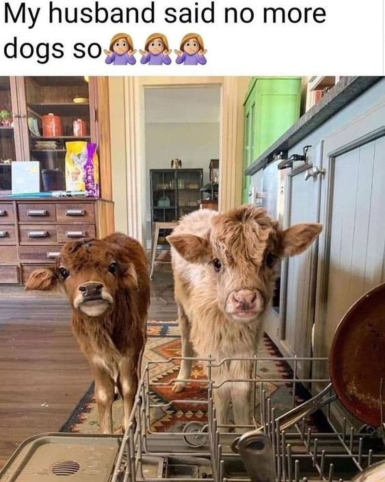 WholesomeMemes (@wholesomememe) on Twitter photo 