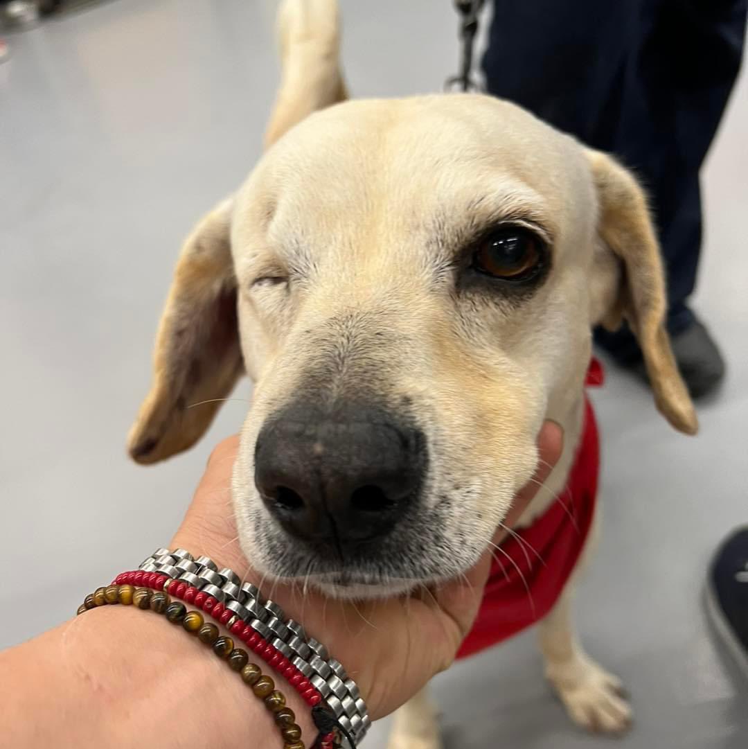 caninos911's tweet image. ¿Por qué adoptar a Capi? 
🐶Porque es un perrito que sufrió mucho maltrato y debido a eso perdió su ojito 😔. 🐶Porque tiene mucho amor para dar, es muy noble, cariñoso, obediente, limpio y tranquilo. 
🐶Porque no tiene amigos en el refugio y juega con una piedra 😔….