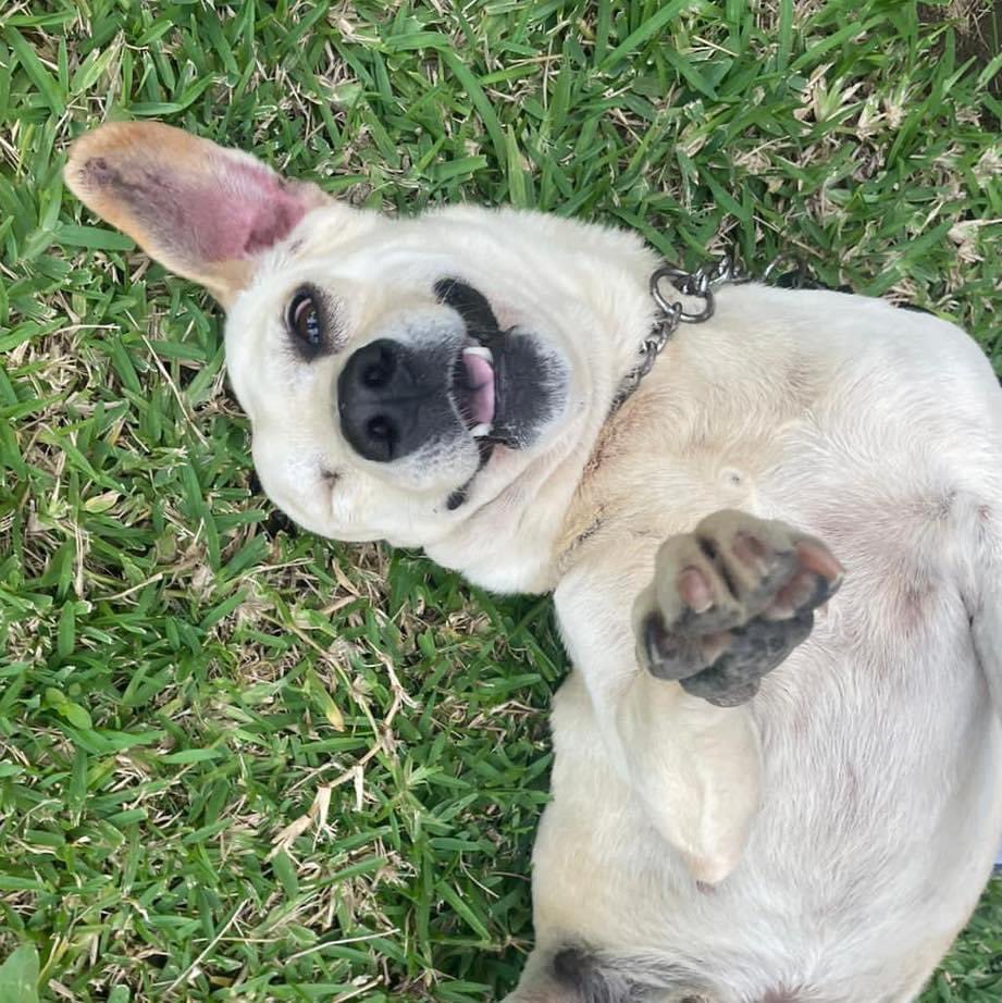 caninos911's tweet image. ¿Por qué adoptar a Capi? 
🐶Porque es un perrito que sufrió mucho maltrato y debido a eso perdió su ojito 😔. 🐶Porque tiene mucho amor para dar, es muy noble, cariñoso, obediente, limpio y tranquilo. 
🐶Porque no tiene amigos en el refugio y juega con una piedra 😔….