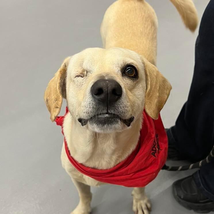 caninos911's tweet image. ¿Por qué adoptar a Capi? 
🐶Porque es un perrito que sufrió mucho maltrato y debido a eso perdió su ojito 😔. 🐶Porque tiene mucho amor para dar, es muy noble, cariñoso, obediente, limpio y tranquilo. 
🐶Porque no tiene amigos en el refugio y juega con una piedra 😔….