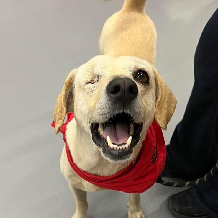 caninos911's tweet image. ¿Por qué adoptar a Capi? 
🐶Porque es un perrito que sufrió mucho maltrato y debido a eso perdió su ojito 😔. 🐶Porque tiene mucho amor para dar, es muy noble, cariñoso, obediente, limpio y tranquilo. 
🐶Porque no tiene amigos en el refugio y juega con una piedra 😔….