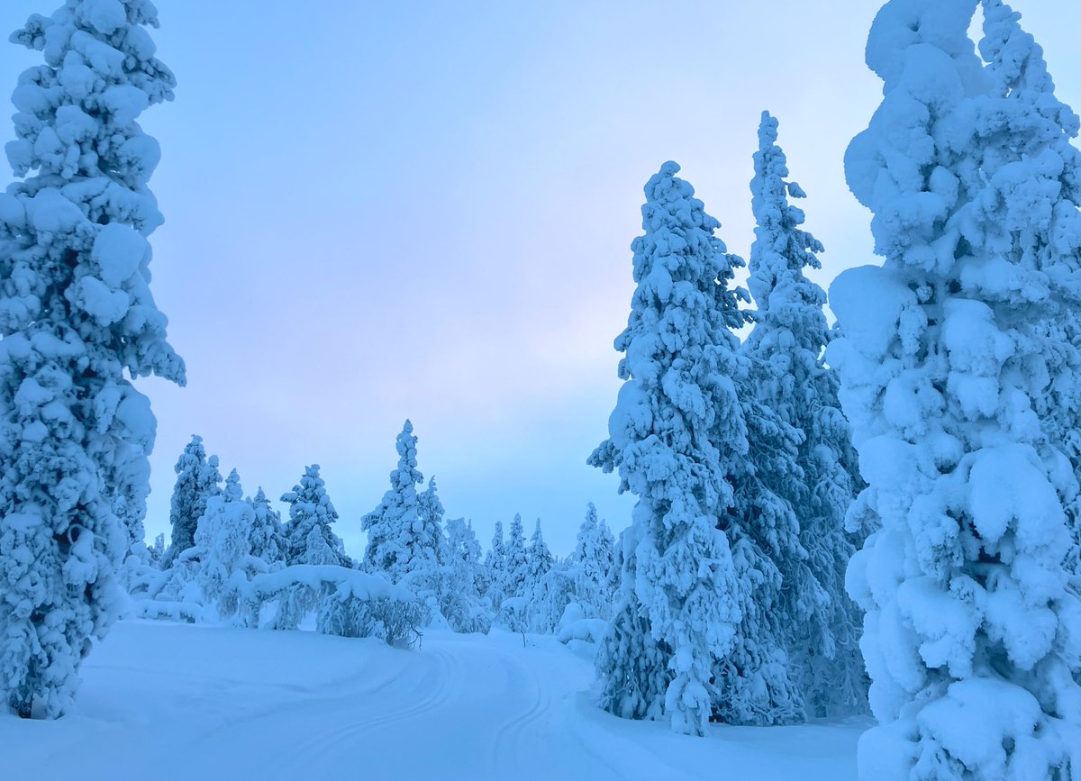 Jos pilvipeite ei ole kovin paksu, Lapin taivas ja lumi ovat näin kaamoksen päättymisen jälkeen taianomaisen väriset, vaikka aurinkoa ei näy. Kuva on hieman liian sininen. #Saariselkä #Lappi #kotimaanmatkailu