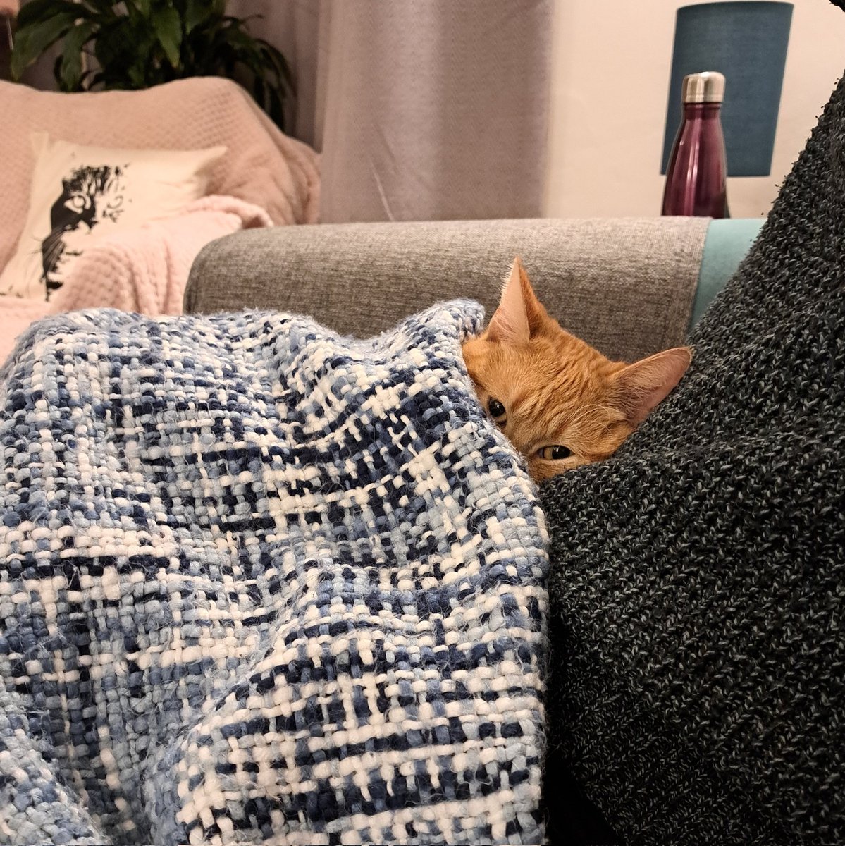 When you're warm and cosy and safe and also full of stolen sausage.