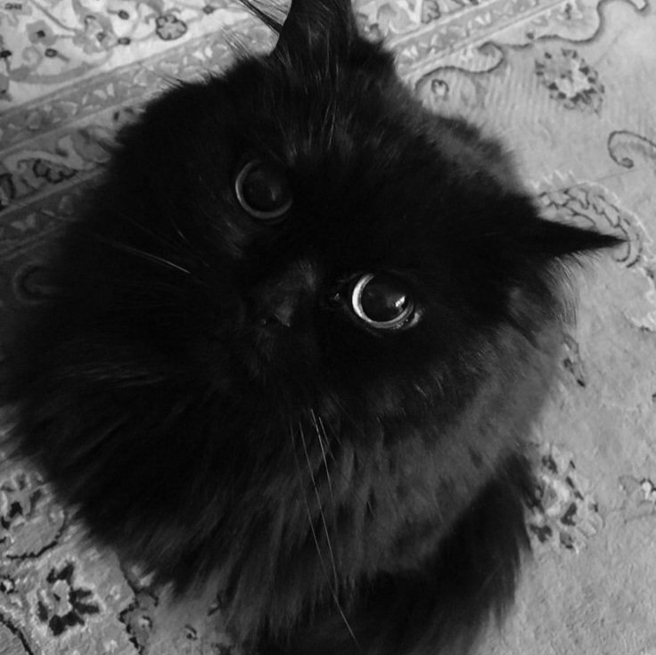 thrizller's tweet image. A dona. ⠀⠀⠀⠀⠀⠀⠀⠀⠀⠀⠀⠀⠀⠀⠀⠀A filha.