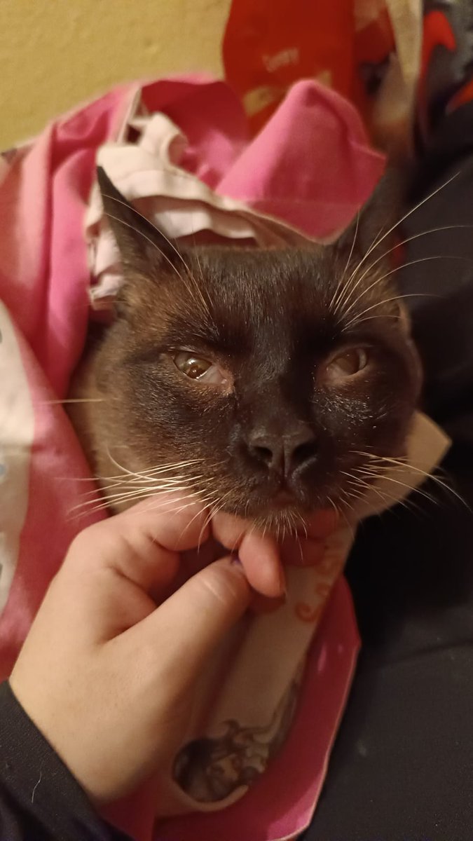 SyzygyStagy's tweet photo. Hi, I'm sorry to brother you but I'm asking for help, this cat lives in my neighborhood and he needs help, I'm taking care of him rm bcs he has conjunctivitis but I'll have to free him once he gets better, I want to adopt him but I don't have the money to pay for castration + https://t.co/H2sF9FIDkH